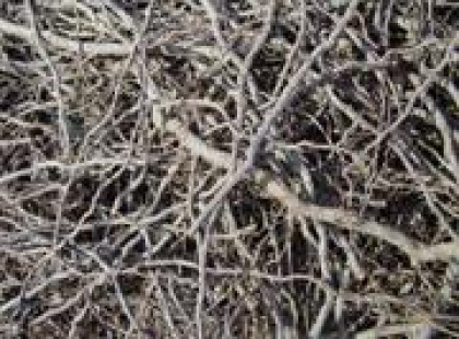 Začelo se bo novo skavtsko leto