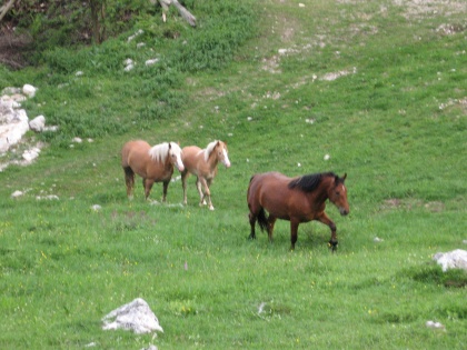 Obljube stega Železniki1 v Sp. Danjah