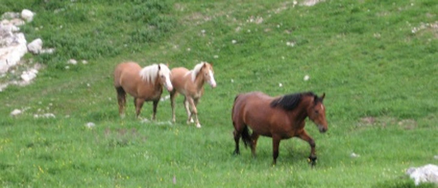 Obljube stega Železniki1 v Sp. Danjah