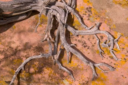 2. volčji večer v Ljubljani - Korenine po volčje