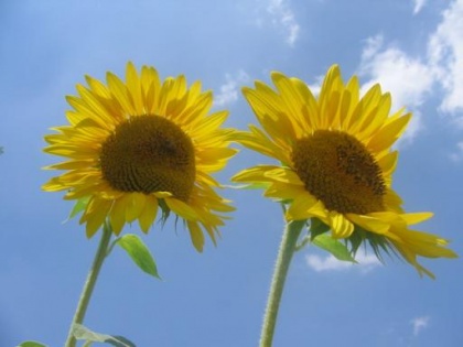 Bolj pester SkavtOPIS