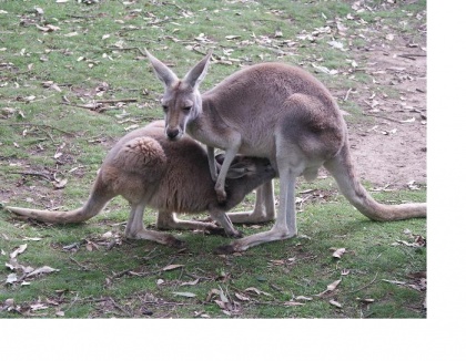 Prijave za TŠ POTA 5 podaljšane