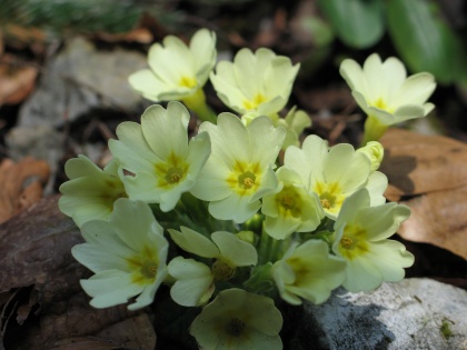 3,2,1 - Dan Zemlje 2006!