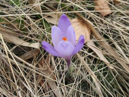 Valentinovo na Slovenskem