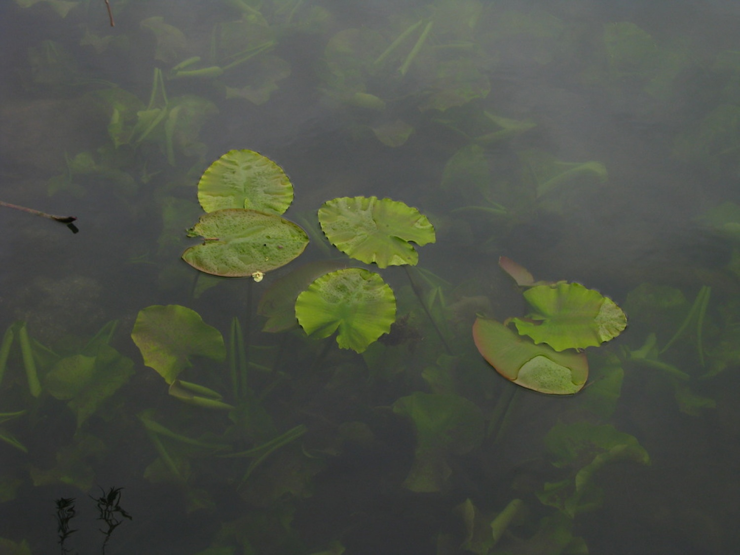 Lokvanji v jezeru Jezero v vasi Jezero
