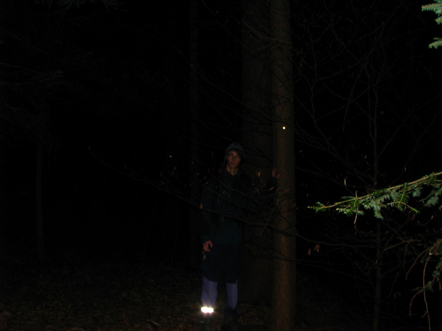 Mačja očesa na drevesih