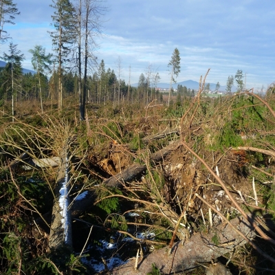 Skupaj pomladimo slovenske gozdove