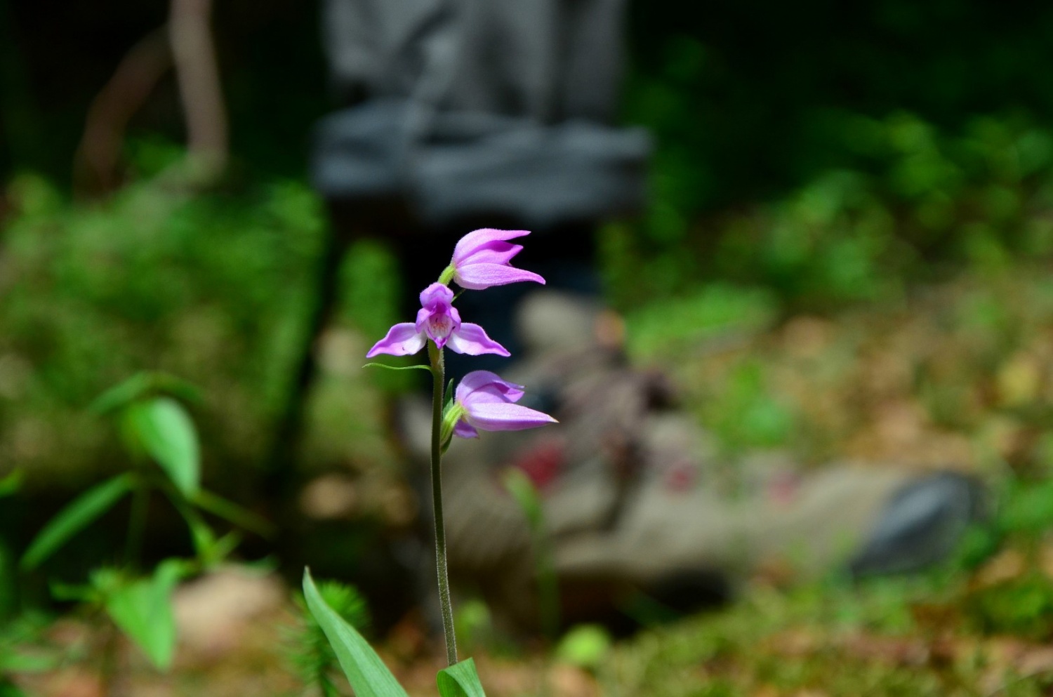 Preživela je naše korake