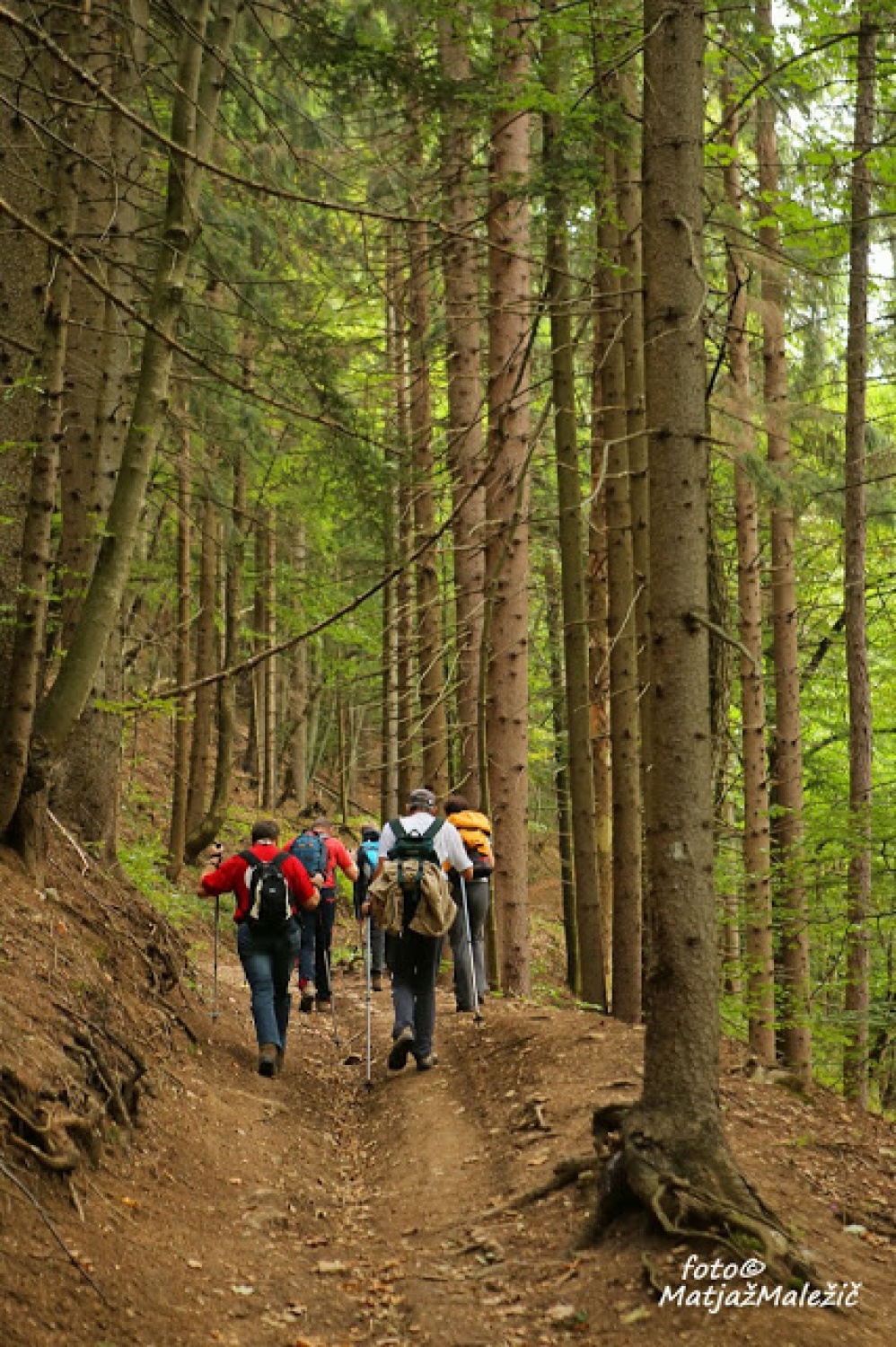 Po gozdi poti proti Davovcu