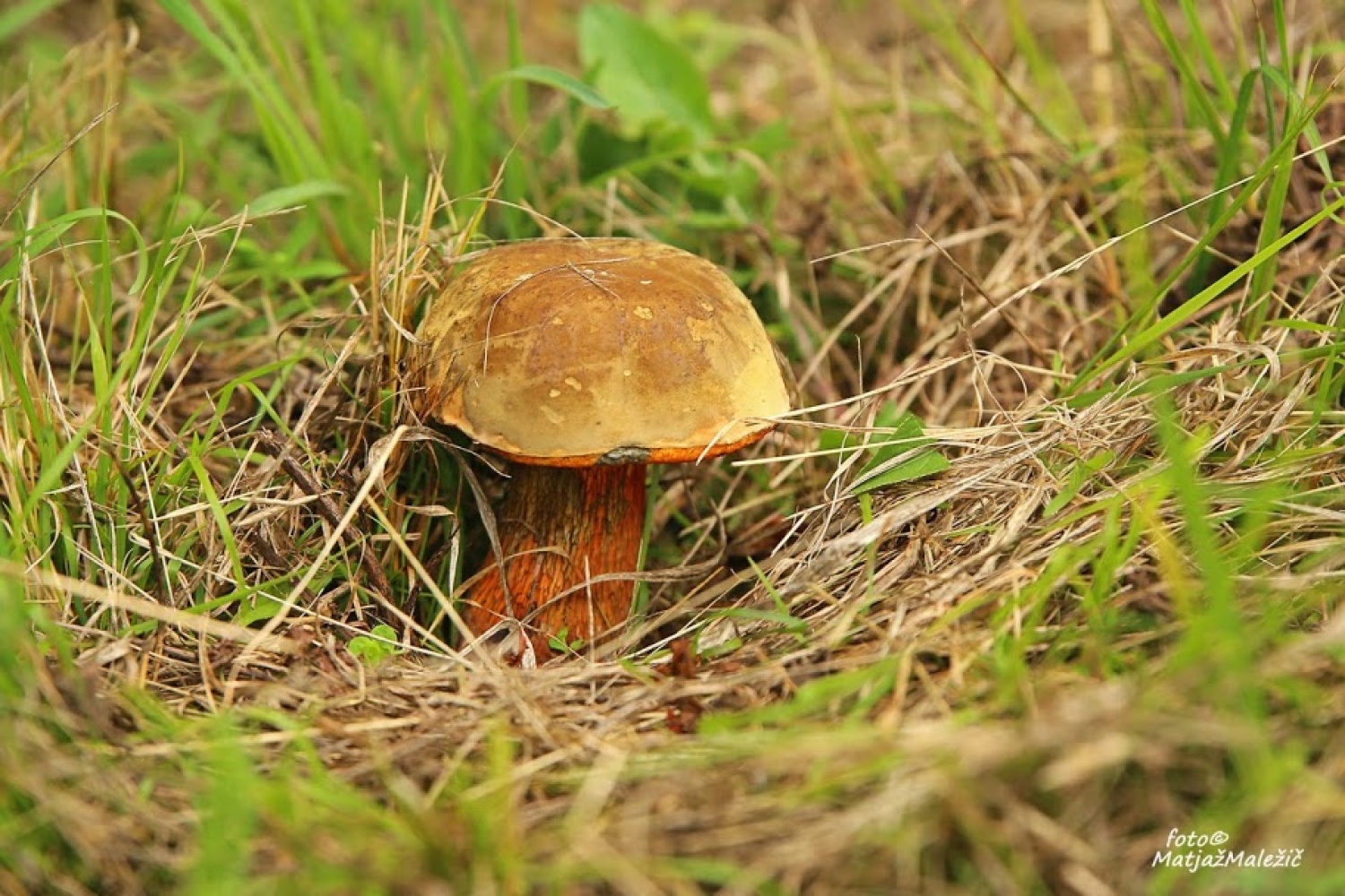 Svinjski goban, čuvaj geozaklada