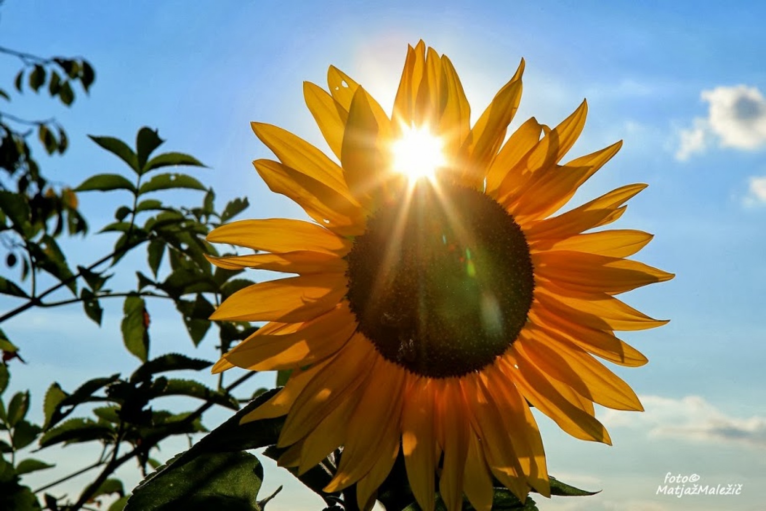 Sonček in sončnica