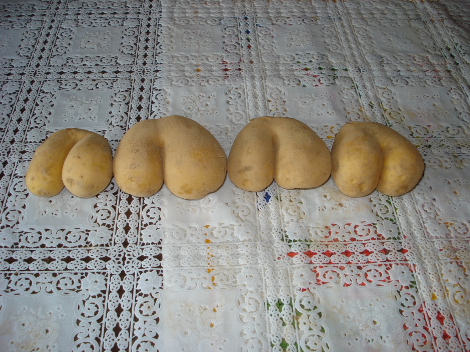 Krompirjeva akcija Grosupeljskih skavtov