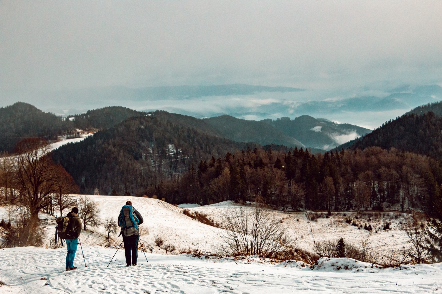 Beli jelen 2020: Komaj sem se jim skril!