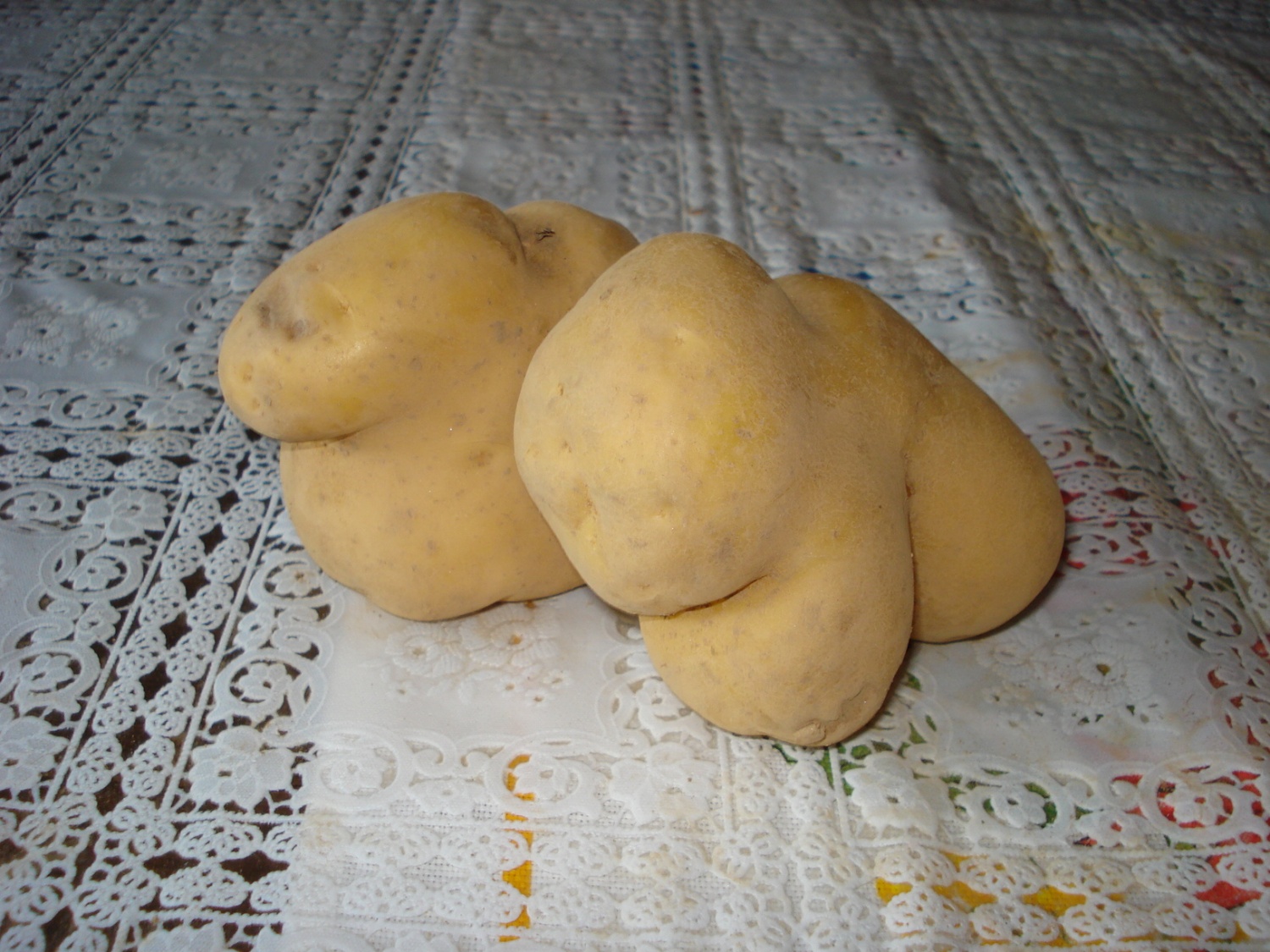 Krompirjeva akcija Grosupeljskih skavtov