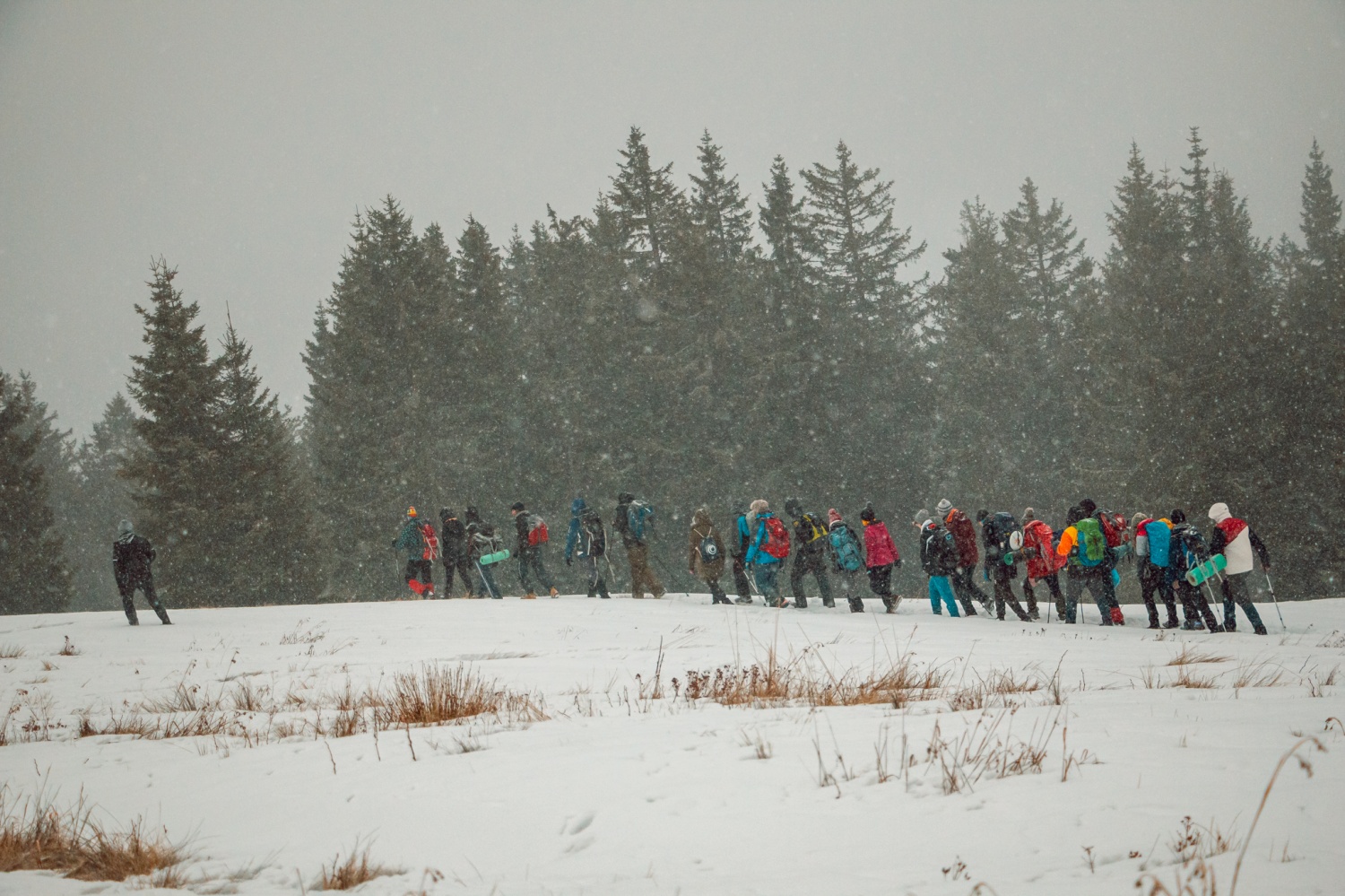 Beli jelen 2020: Komaj sem se jim skril!