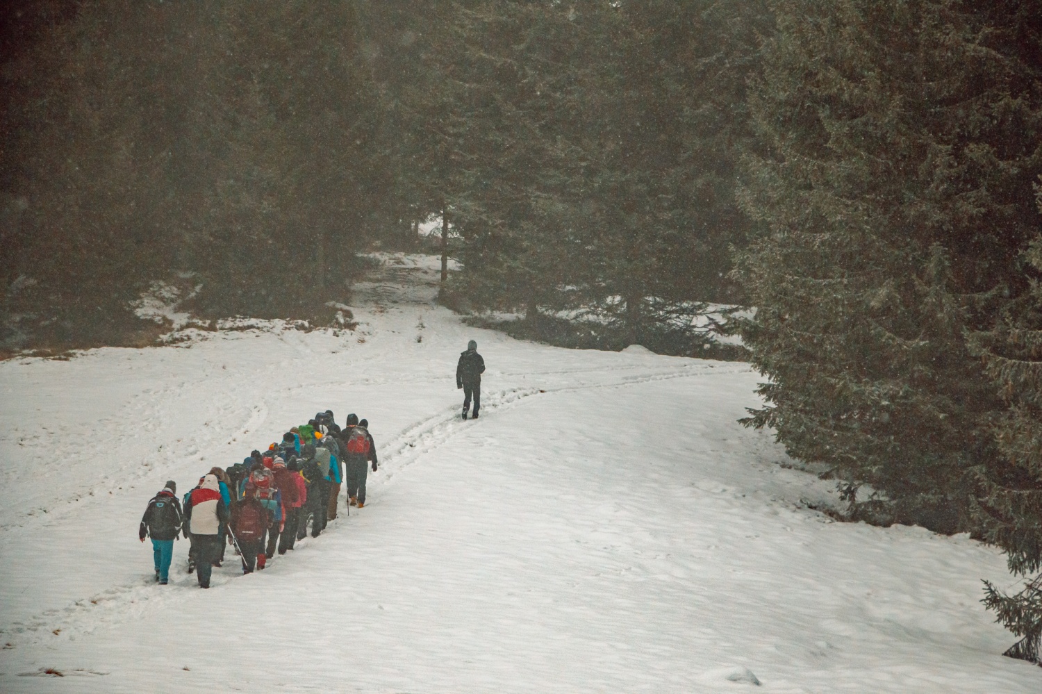 Beli jelen 2020: Komaj sem se jim skril!
