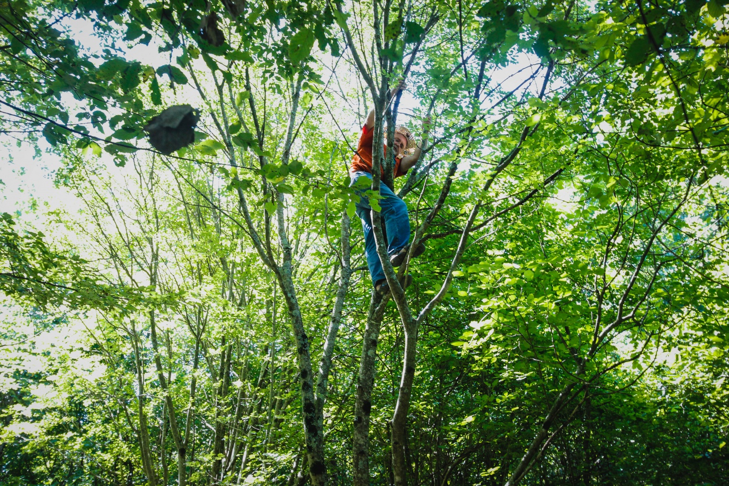 Balu pleza tudi po drevesih