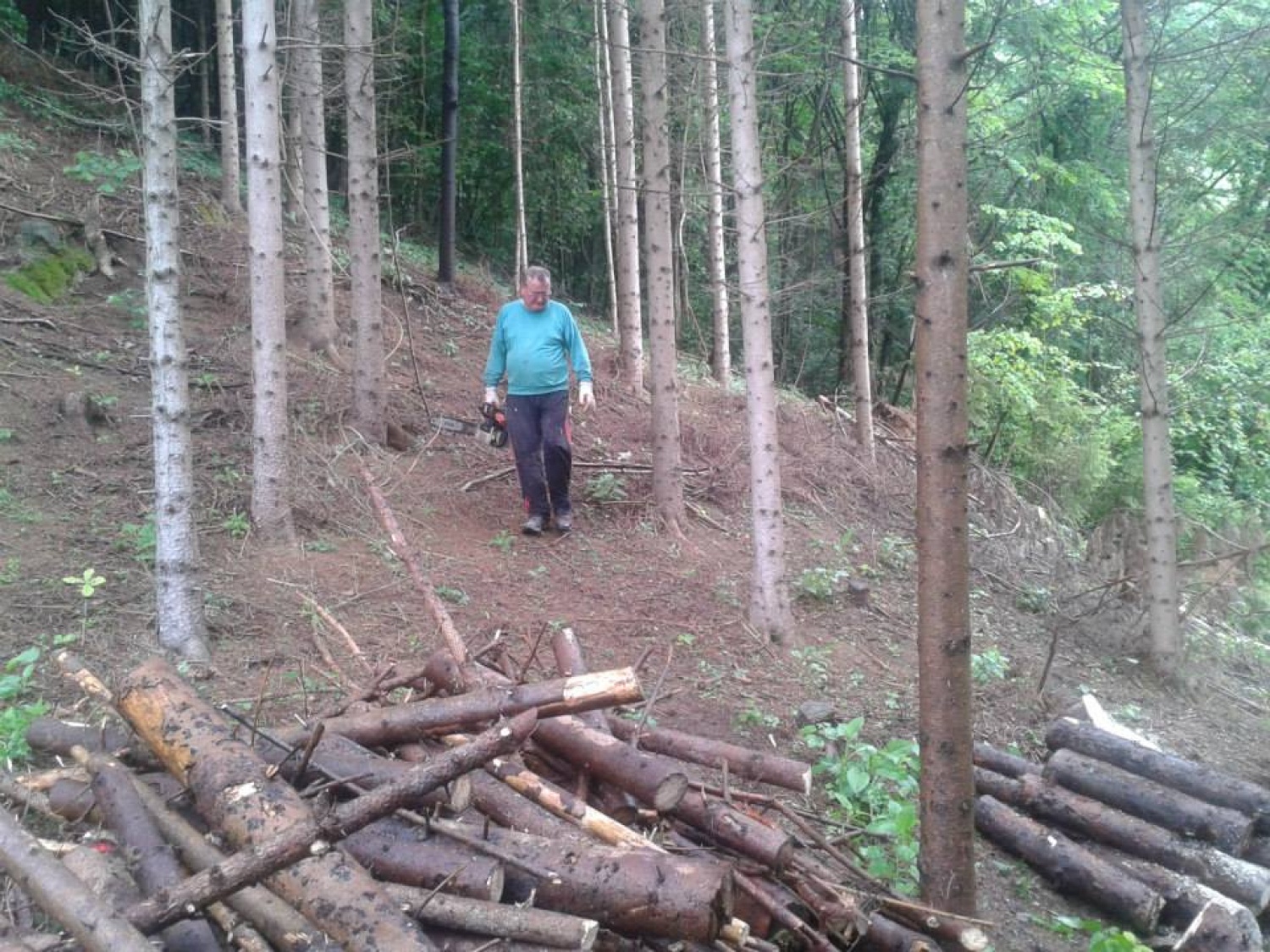 Takole je bilo v gozdu