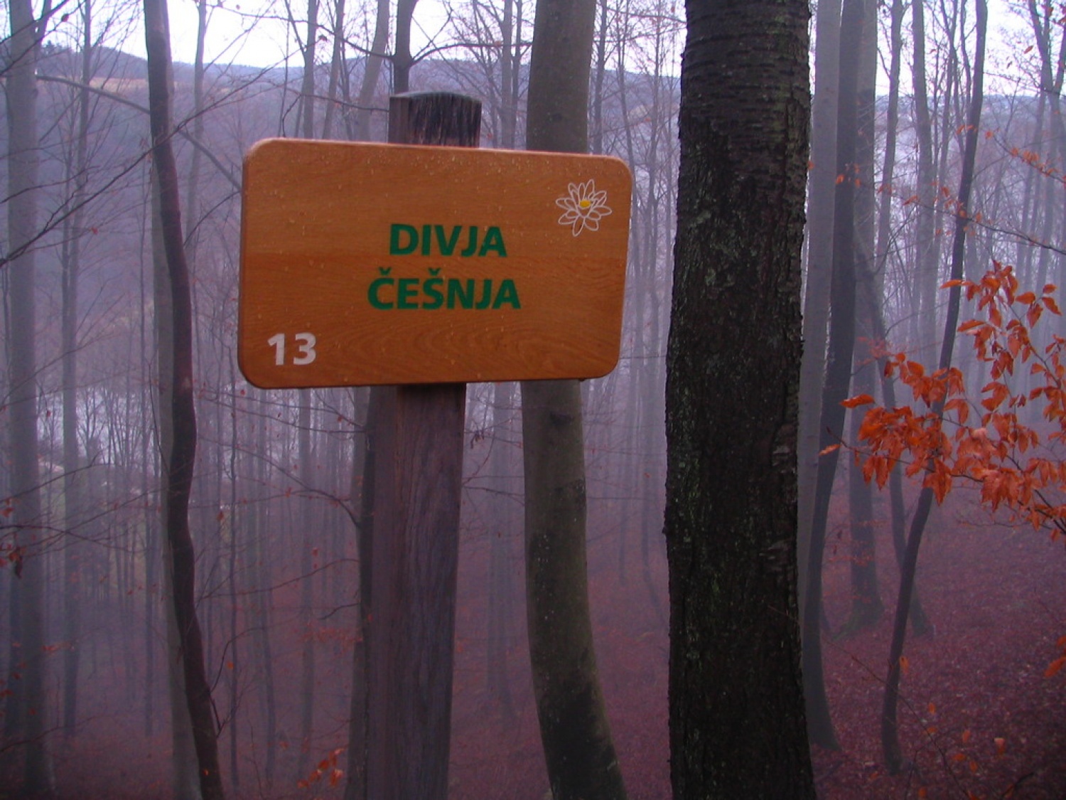 Zanimivi zakladi so tudi na gozdnih učnih poteh