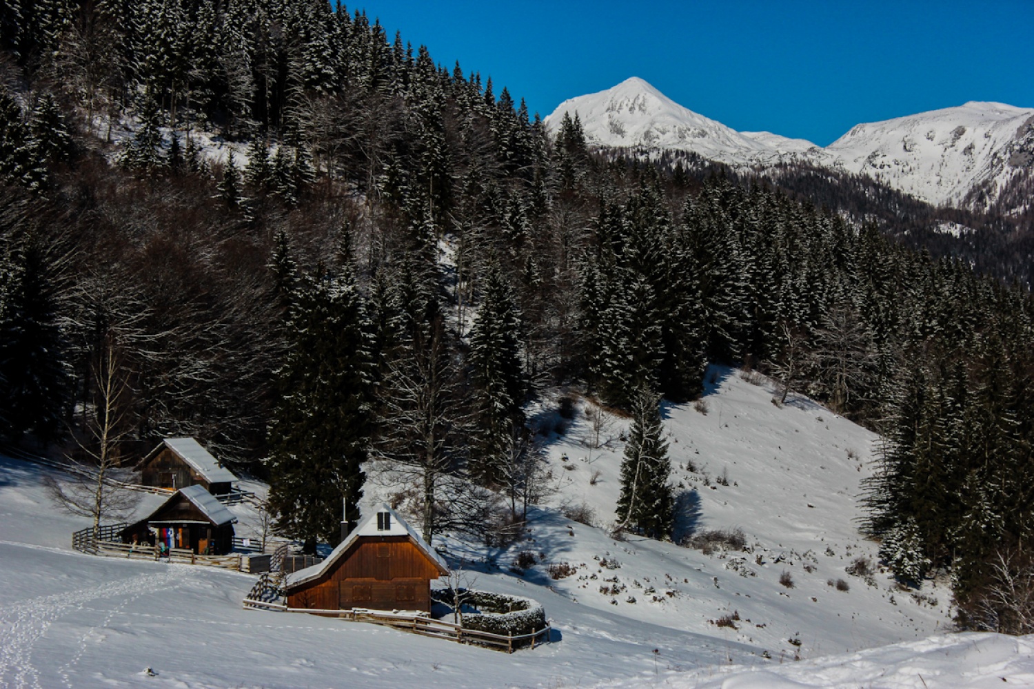 FOTO in VIDEO: V belem iskanju sreče