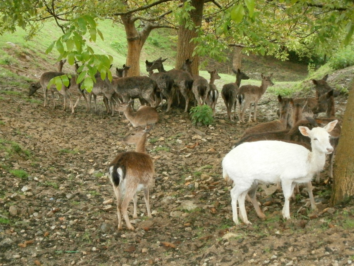 na Jelenovem grebenu