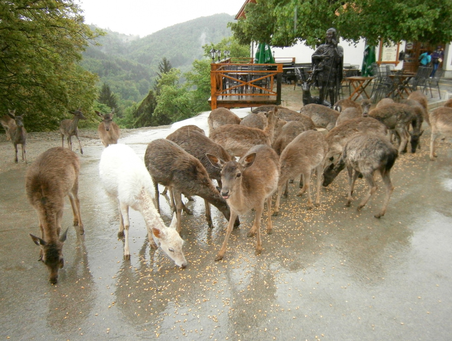 košute obožujejo koruzo