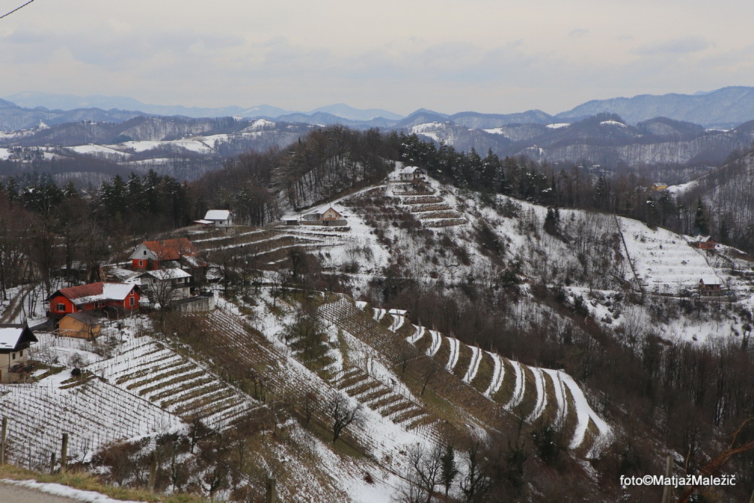 Vinogradi na Janškem Vrhu