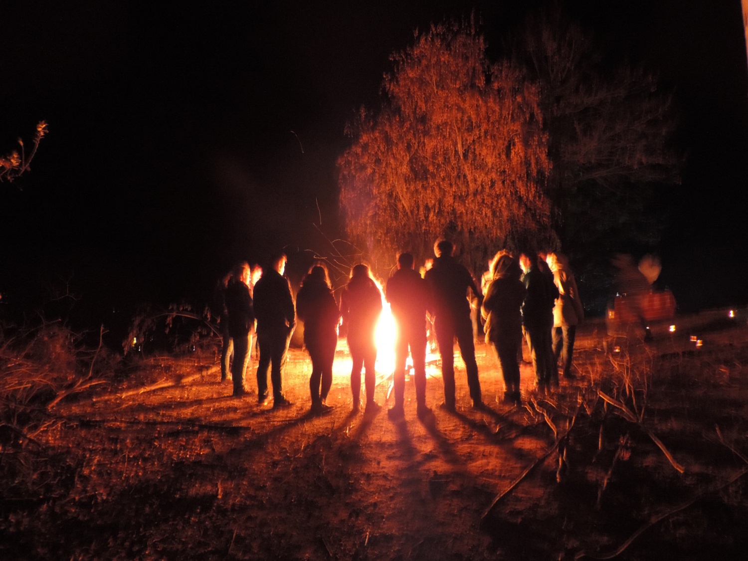 Rdeča roža v svoji veličini