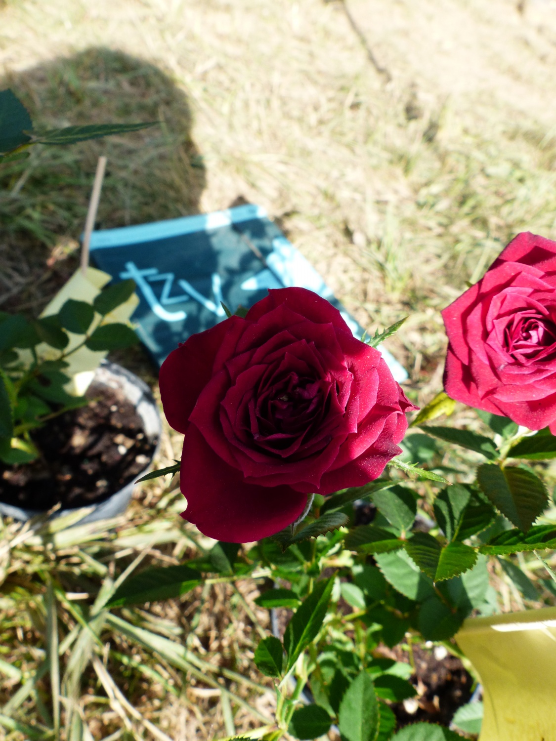 TZV 4  - Tisoč in ena zvezda