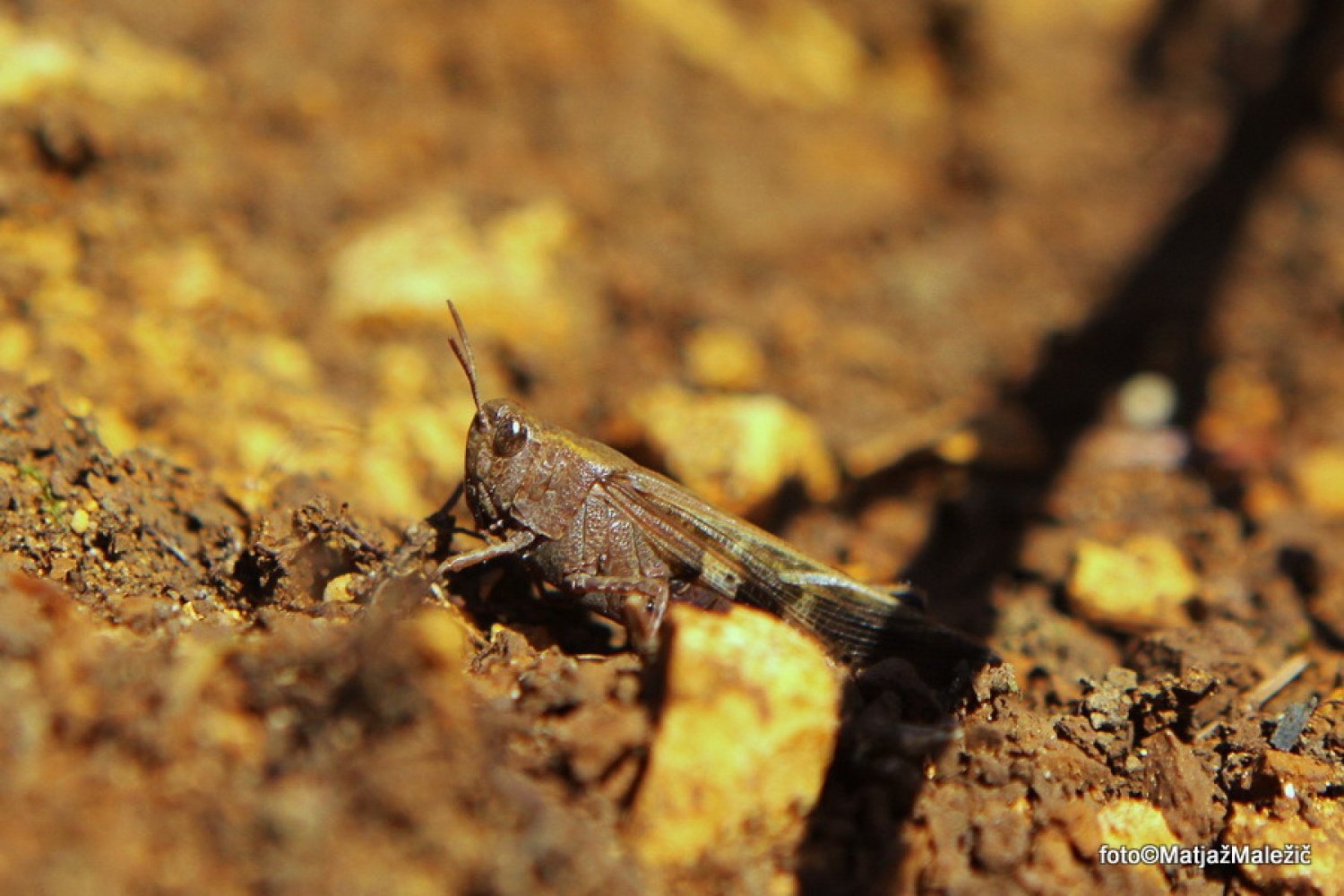 Kobilica je prilezla na sonce