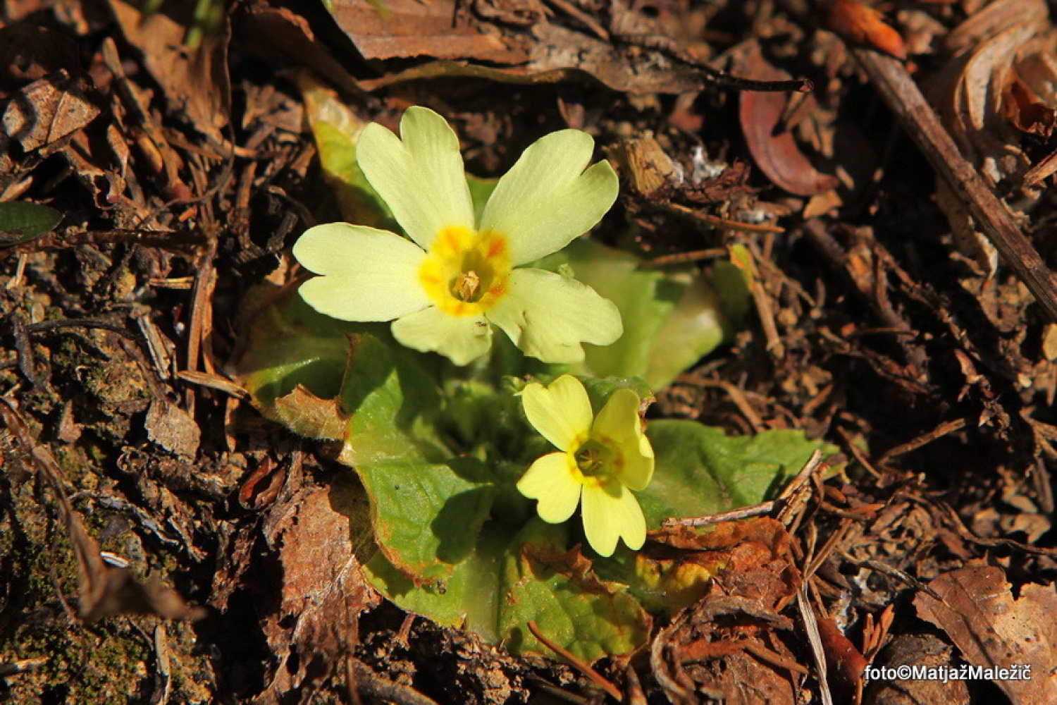Navadna trobentica  (Primula vulgaris)