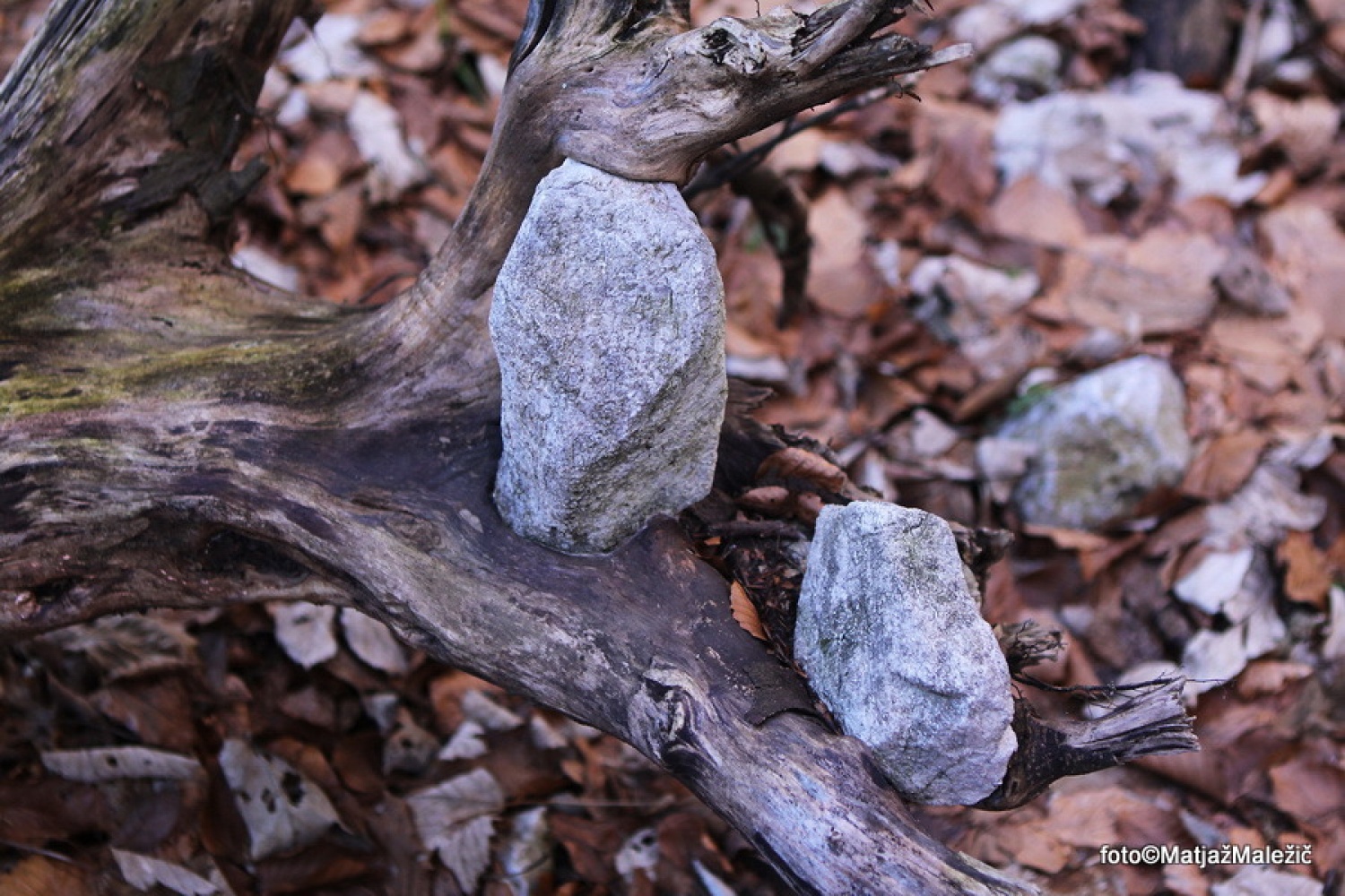 Korenina je ujela kamen