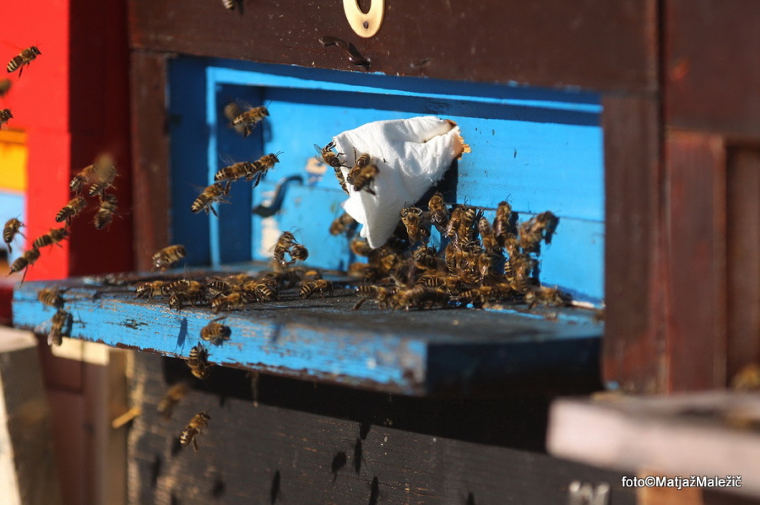 Čebele na zadnji dan starega leta