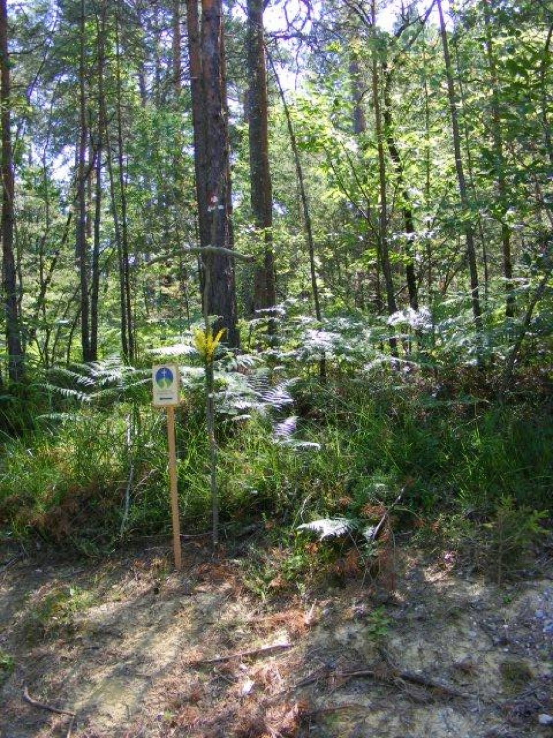 Potovalni tabor BOKSS Ptujski piceki: "Nočem zarje zaležati!"