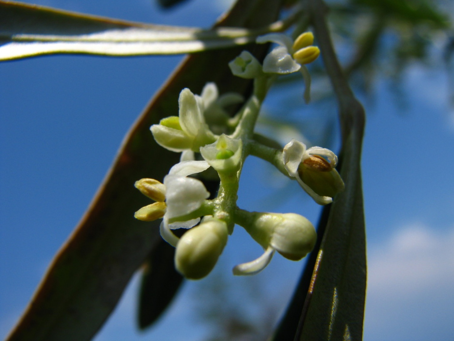 Skavtska akademija bo tokrat na morju (FOTO)