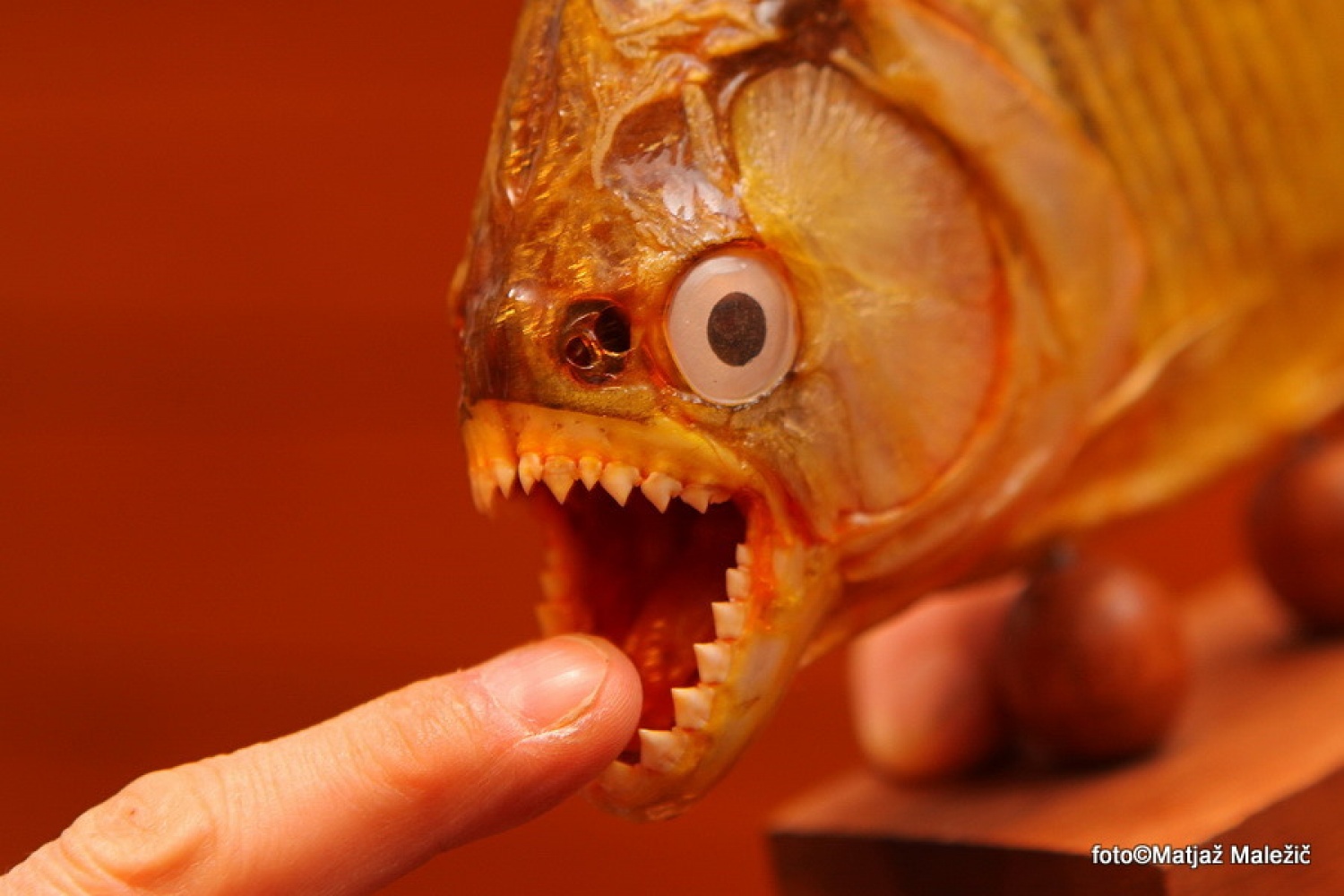 Skavtski tabor s profesionalnim fotografom (FOTO)