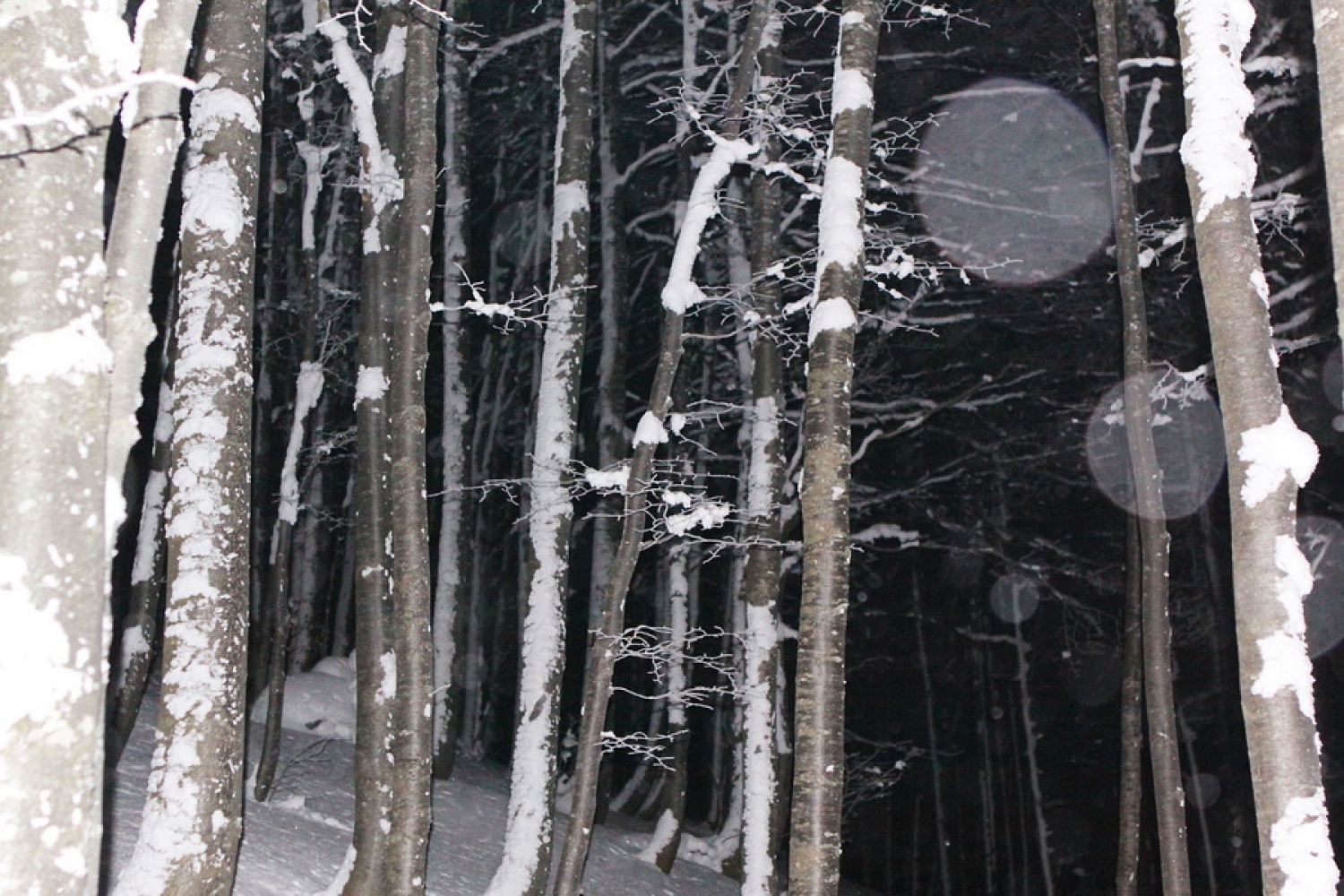 Okrašena bukova drevesa