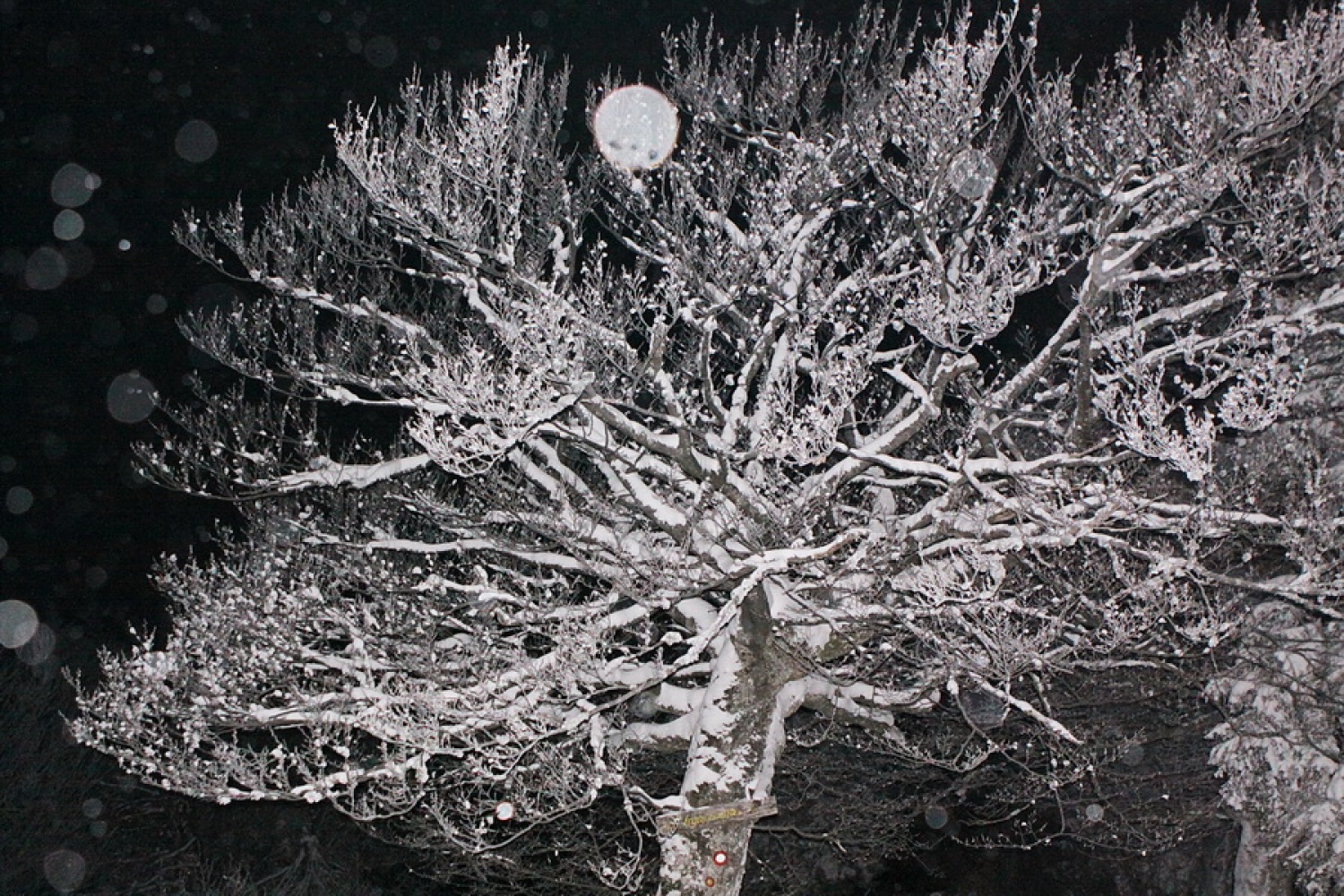 Zimska pravljica v krošnji