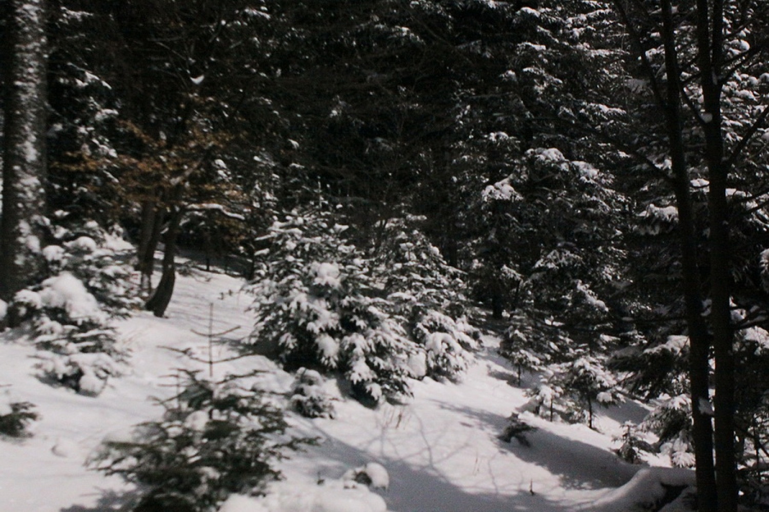 Zimska idila v soju lune