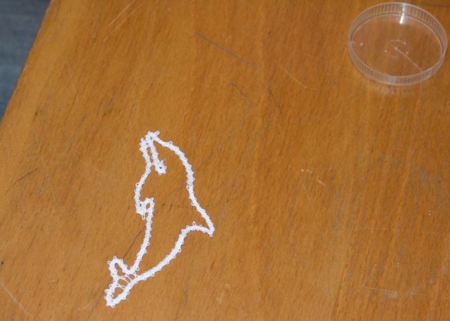 Vtisi iz zimovanja Vztrajnih ruševcev in Danijelovih sov