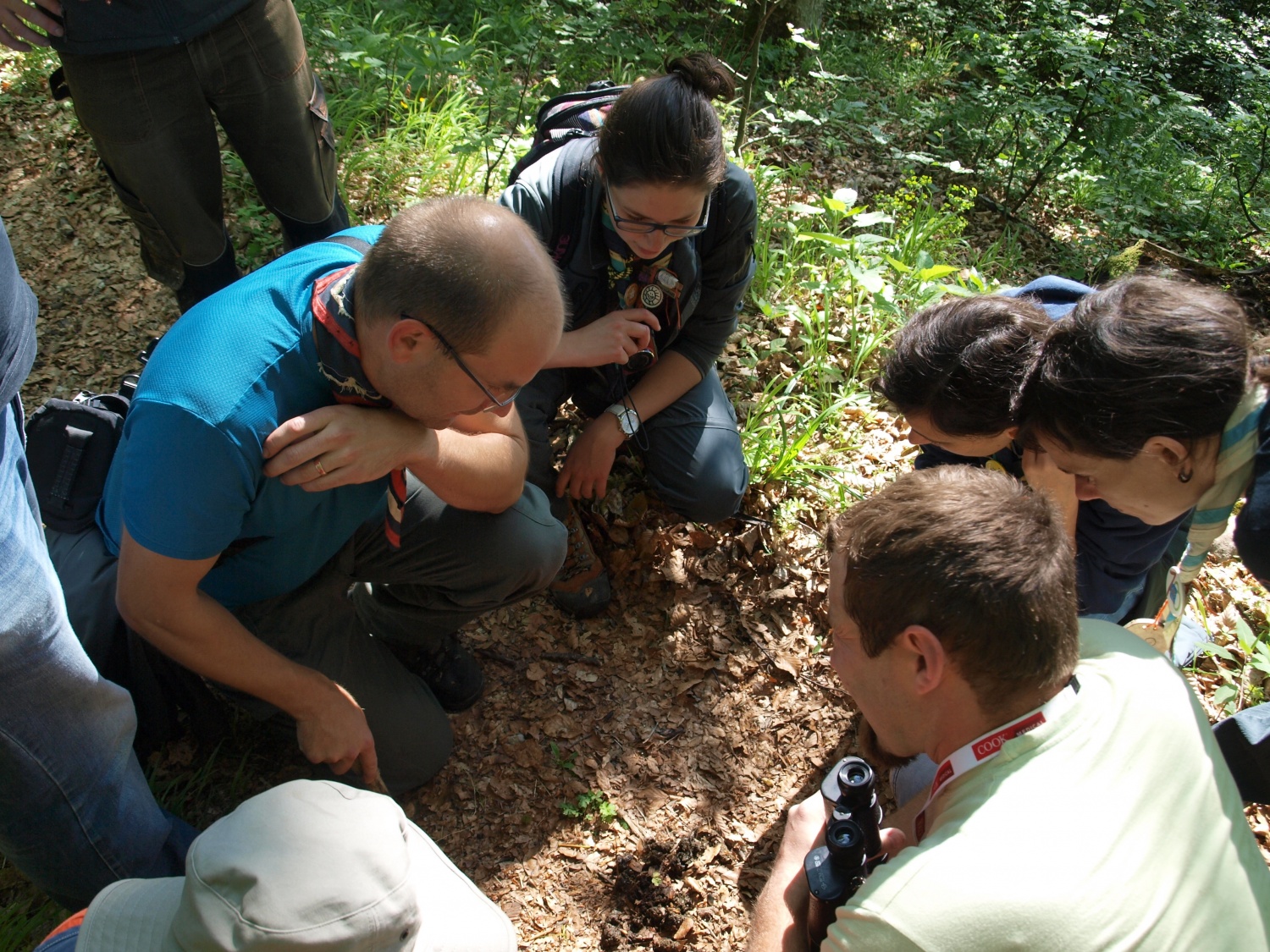 opazovanje volčjega iztrebka