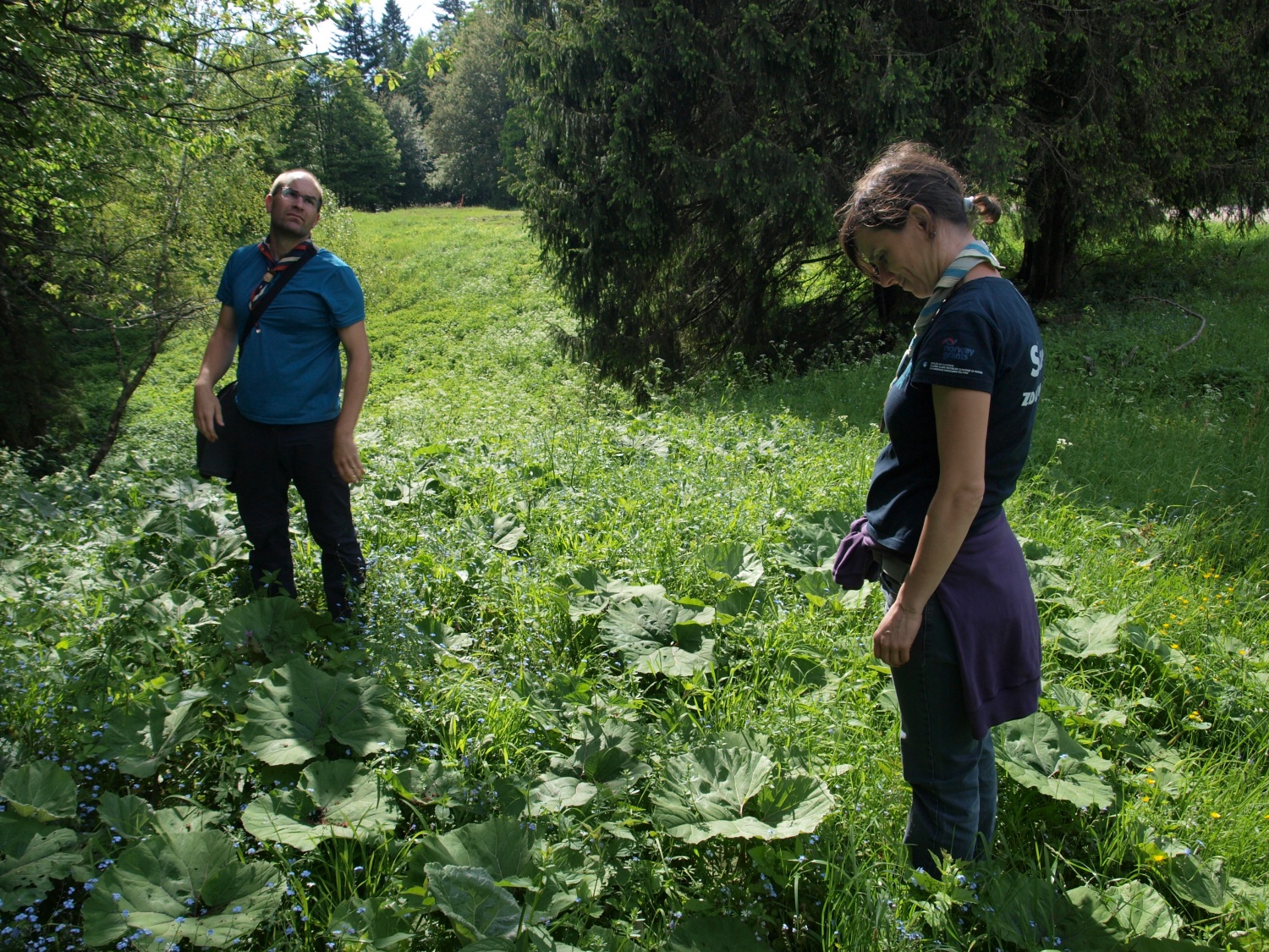 lapu je prerasel mravljišče pri vrbi ivi