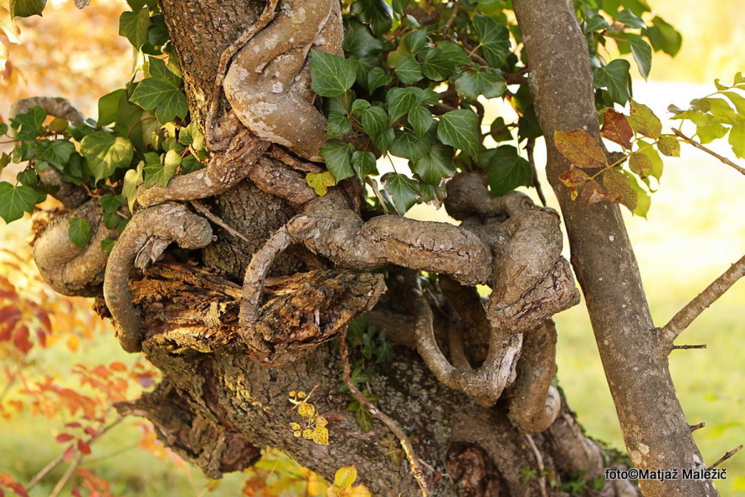 Skrivljeno in povezano