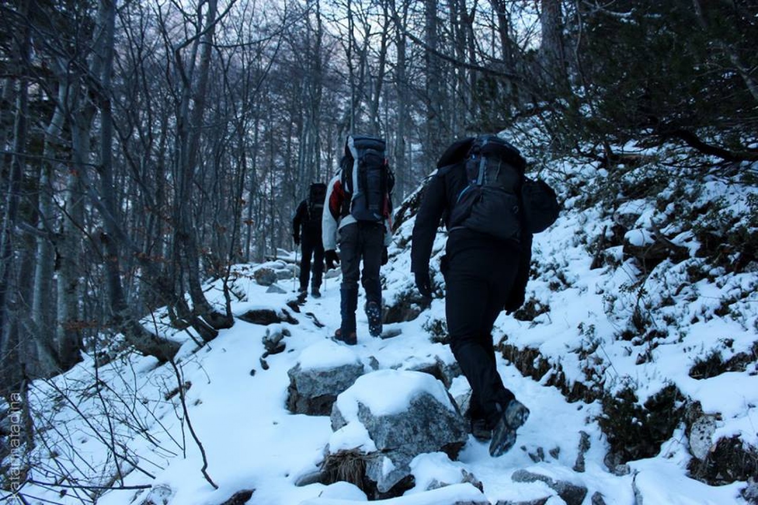 Izsledili smo Belega jelena