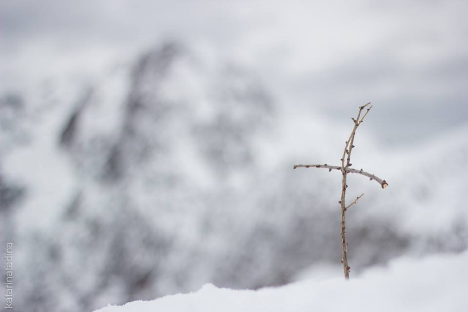 Izsledili smo Belega jelena