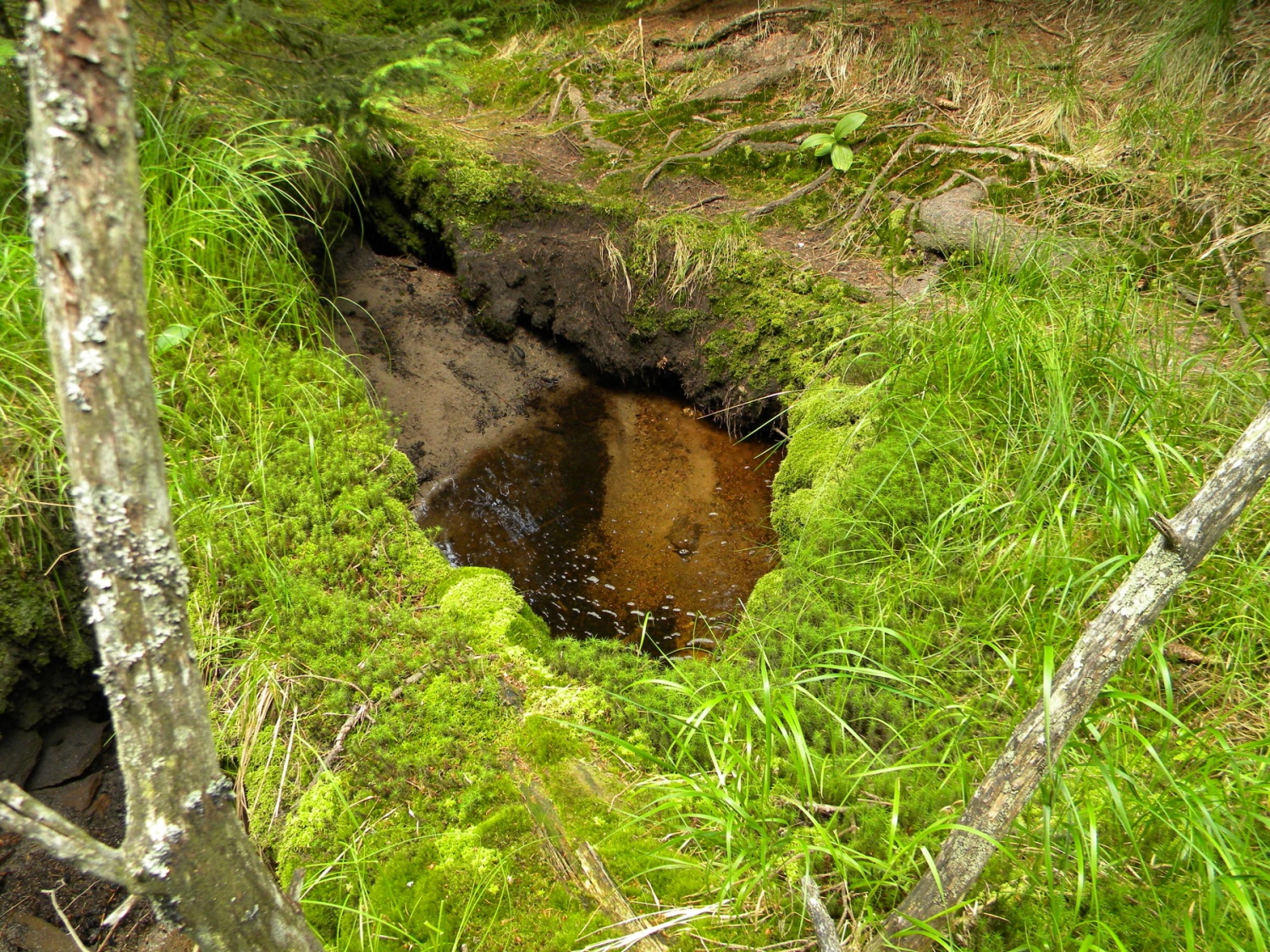 izvir pod gozdno stezo