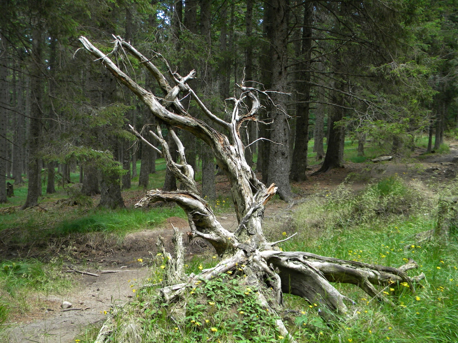 Narava je največji umetnik
