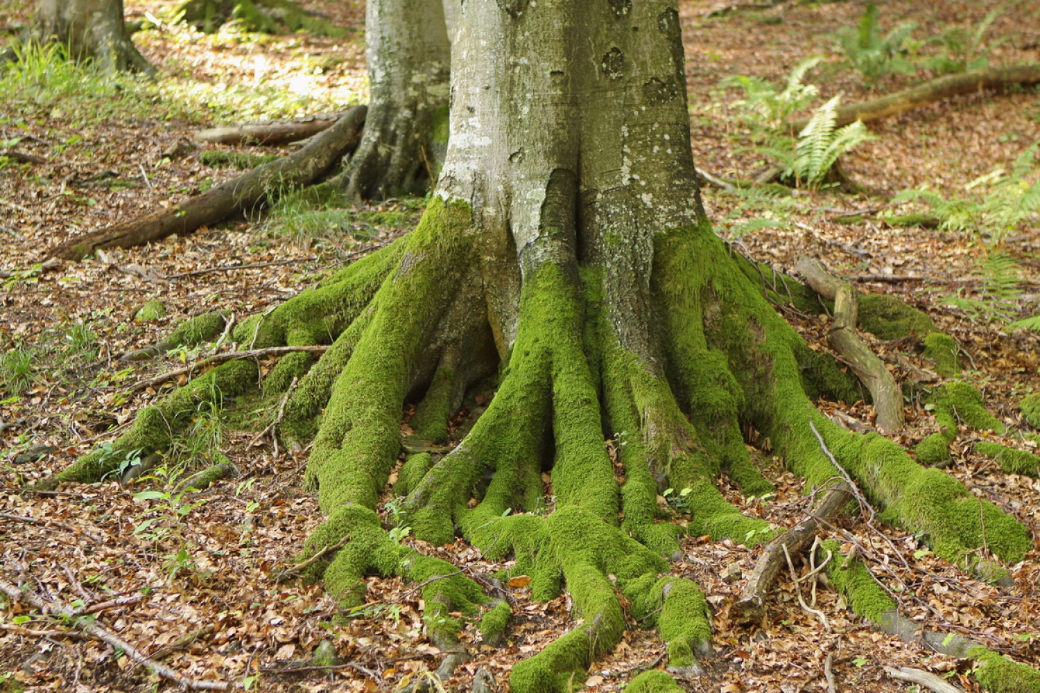 Z mahom zaraščen panj bukve
