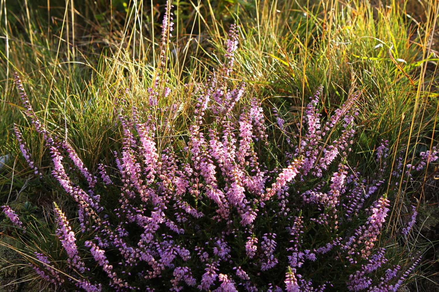 Jesenska vresa (Calluna vulgaris)