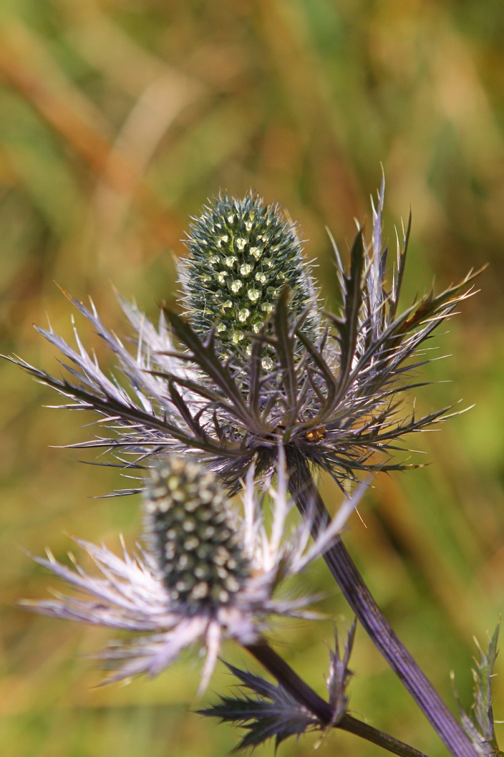 Alpska možina -  kraljica gora  (Eryngium alpinum)